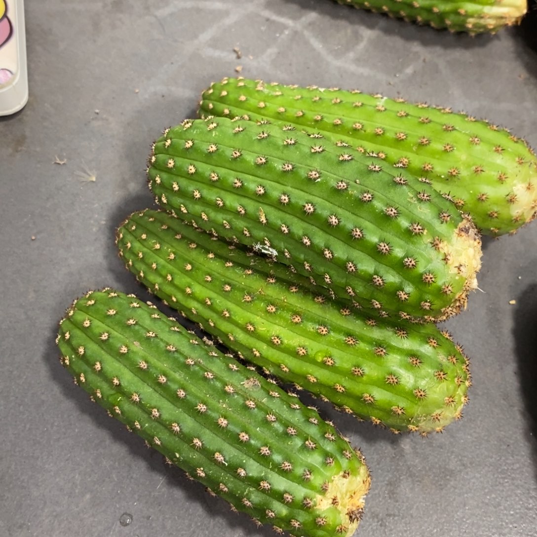 进口金妞金4侧芽一个