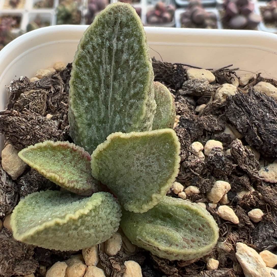 绿霜猪肝多肉植物水泡
