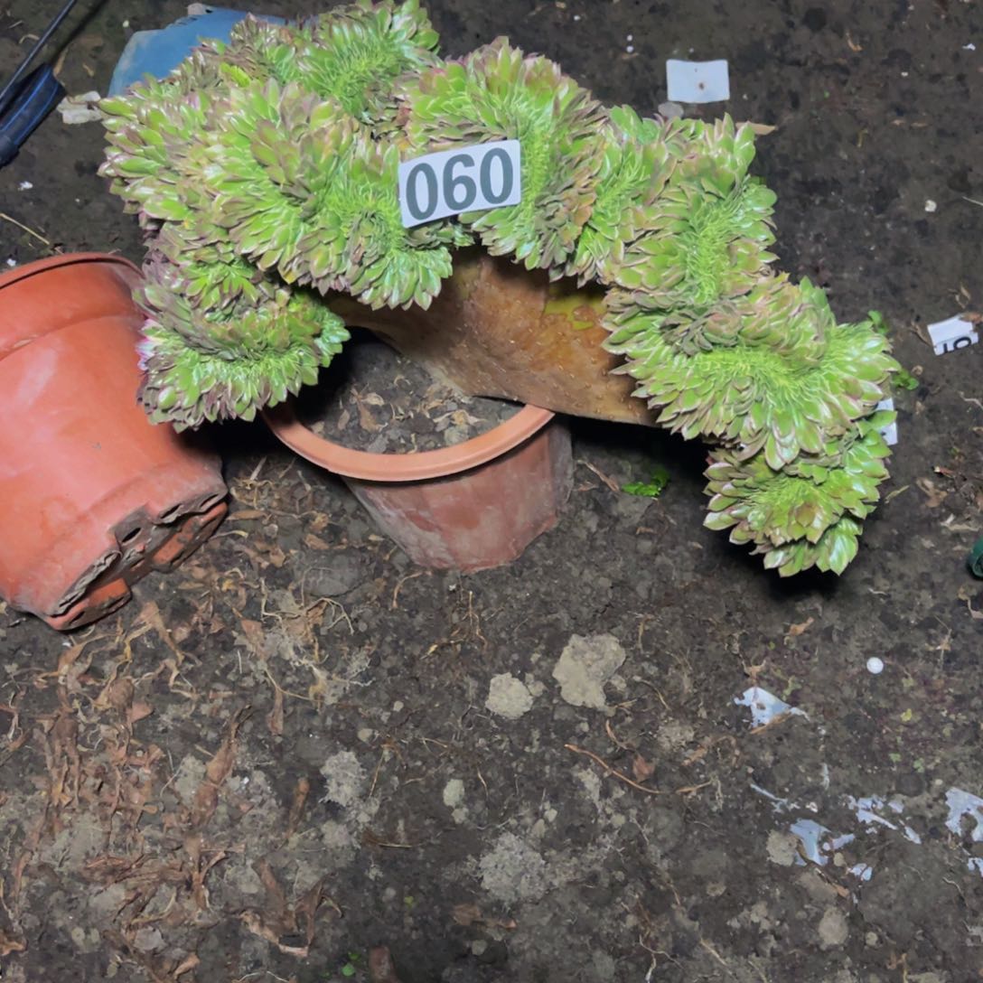 海王法师16/////10包邮