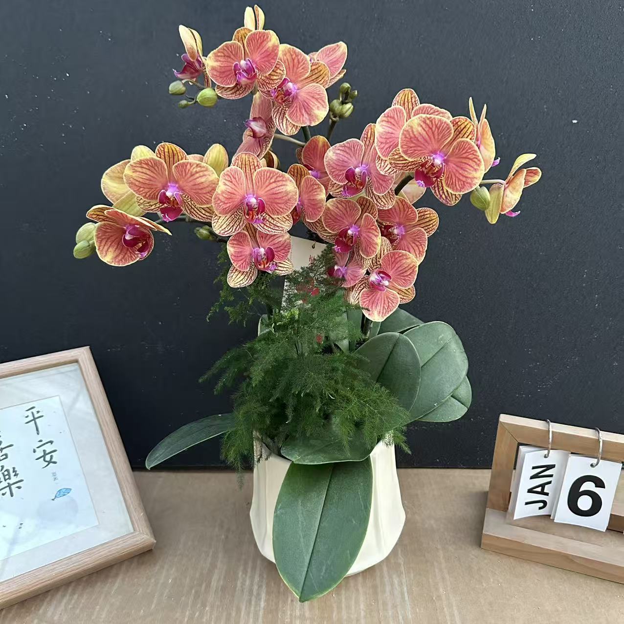 简香（金吉利）高货蝴蝶兰精美艺术鲜花年宵花爆款鲜花花卉