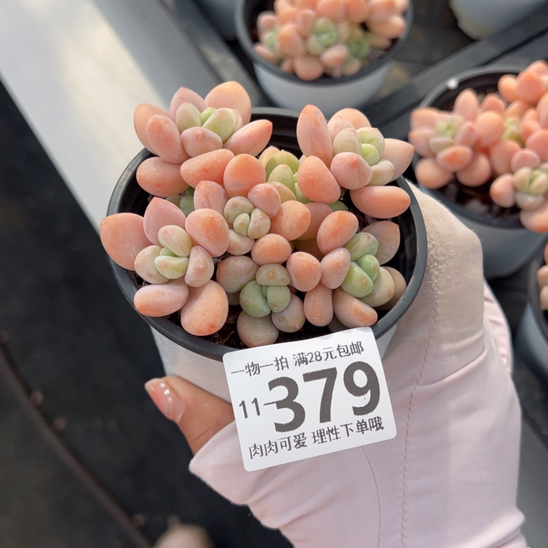 桔子洛神多肉多肉多肉多肉