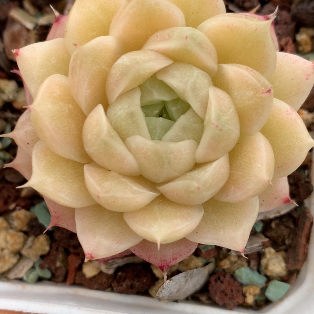 0126-48 麦杆优选