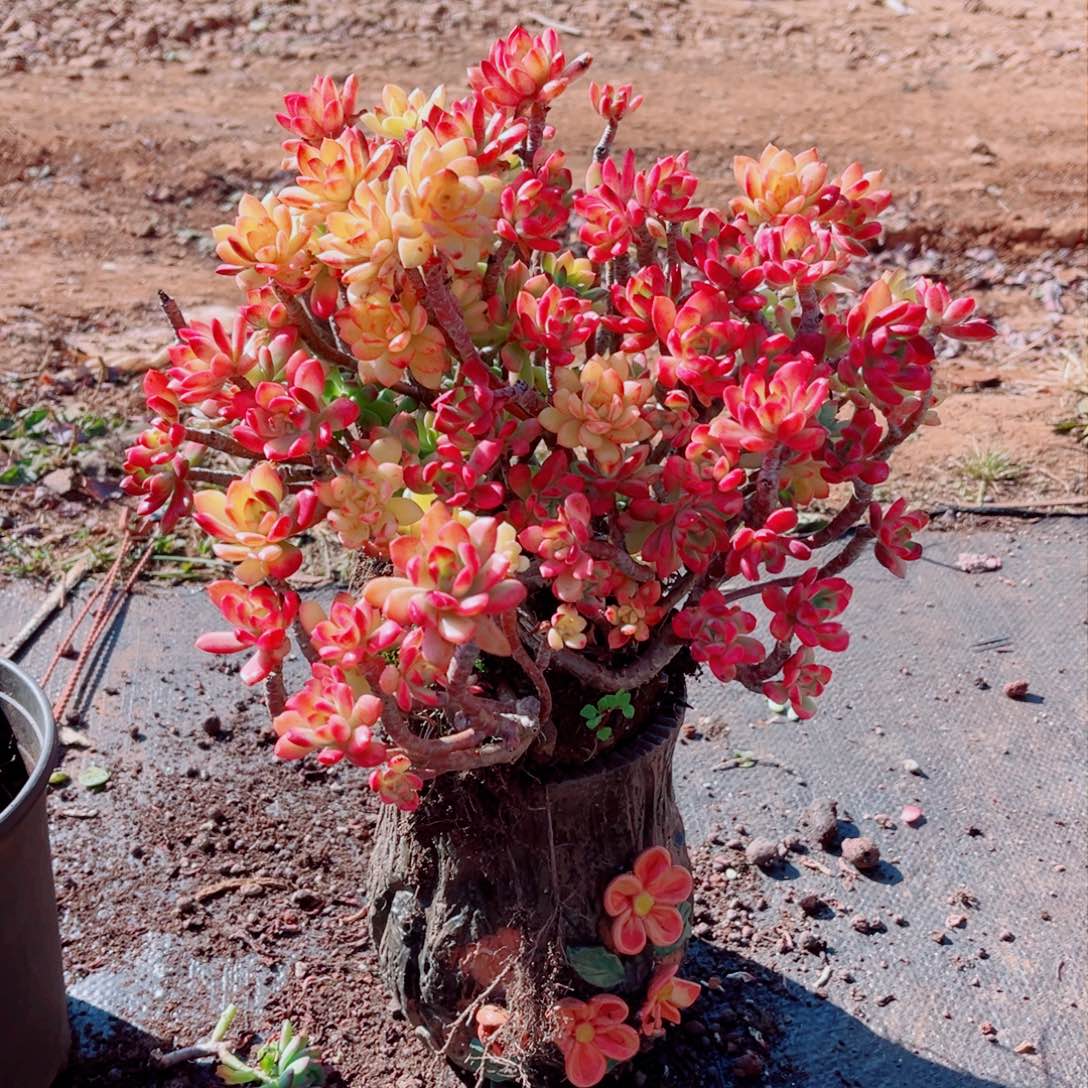 红滞连一颗发货老桩