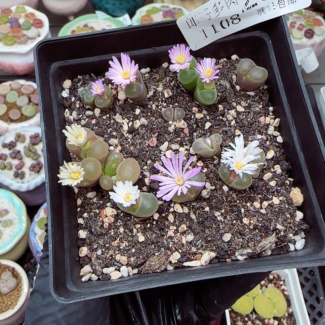 生石花满18包邮1108-239