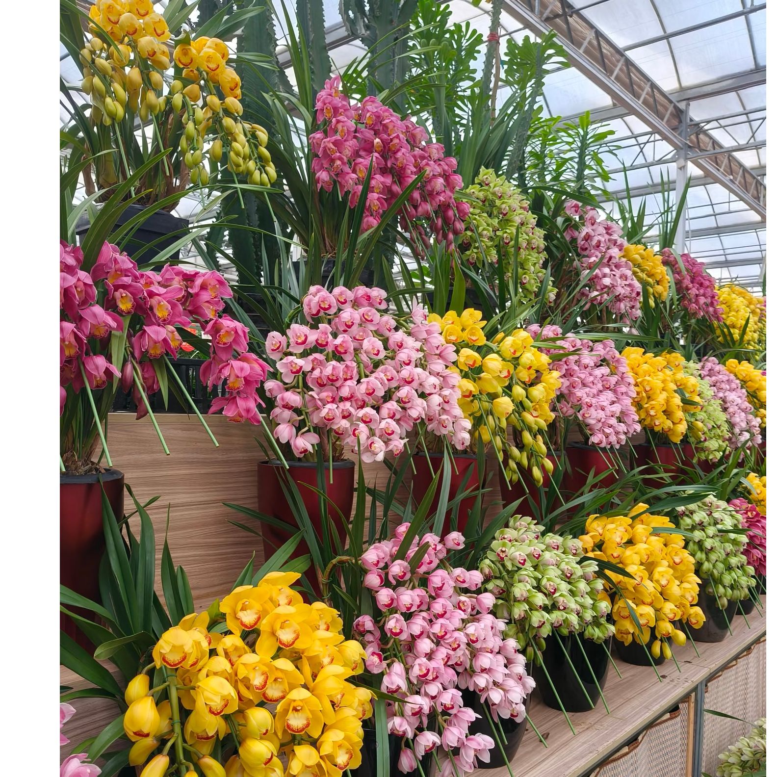 2【一物一拍】  带花剑大花蕙兰高端名贵兰花盆栽南北方好养