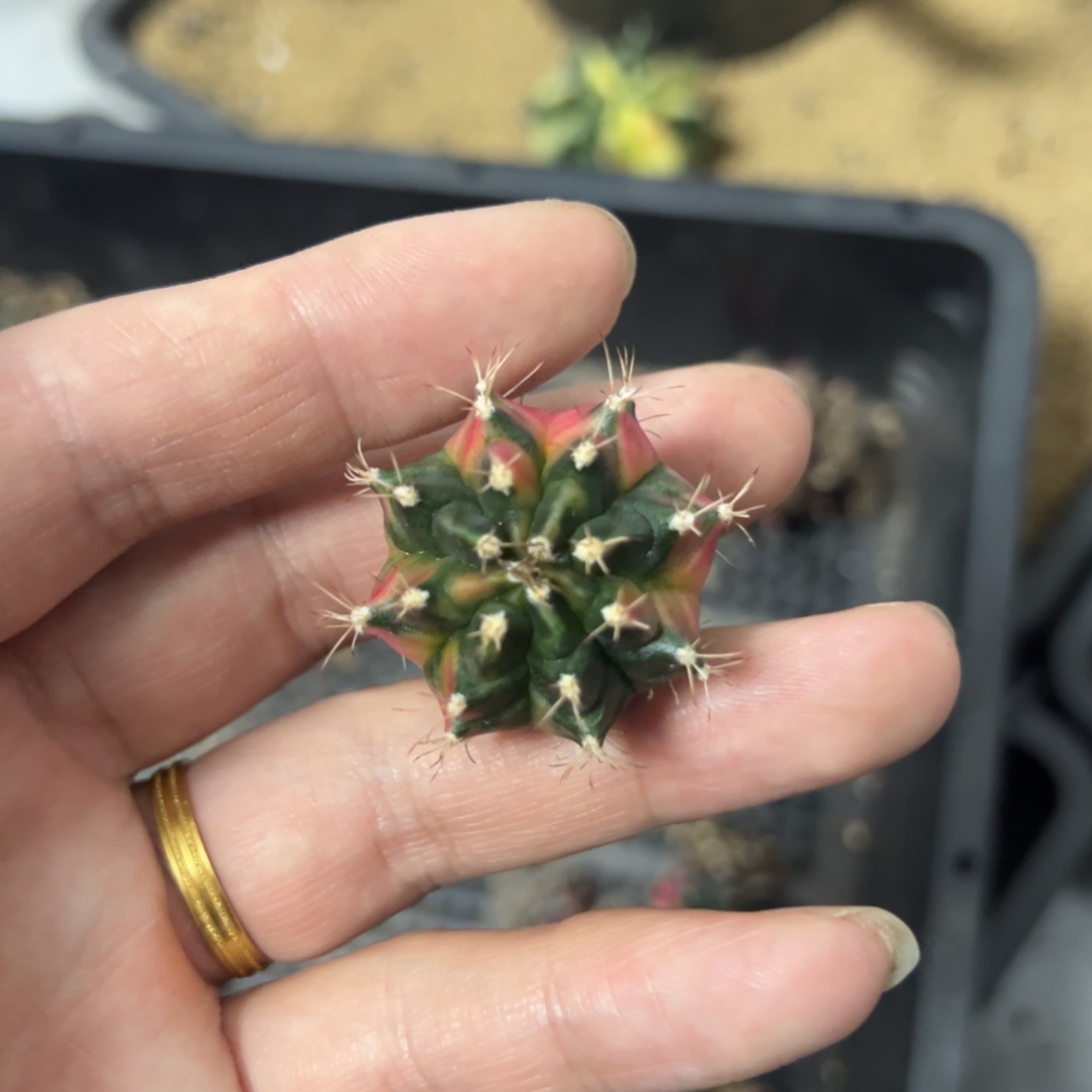 欧若拉侧芽自根脱土发货30