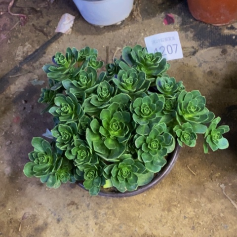 树玫瑰多肉植物4207