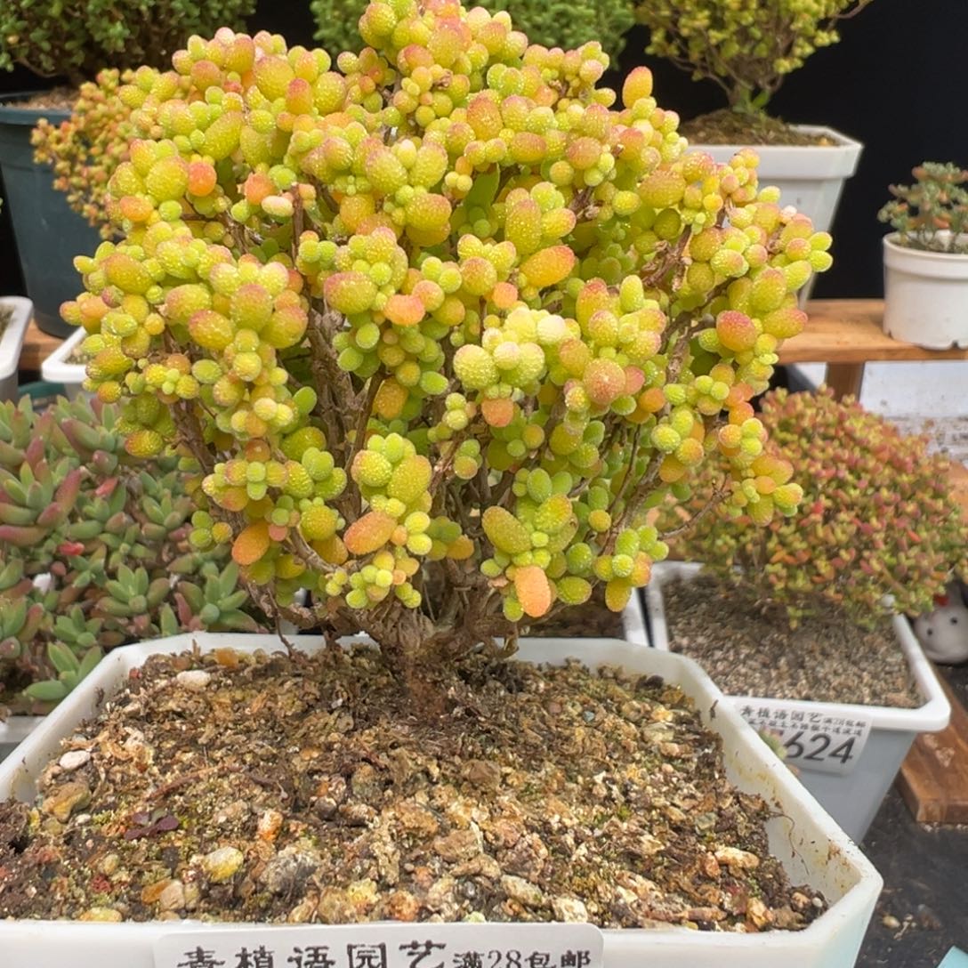 D7629金桔精控老桩