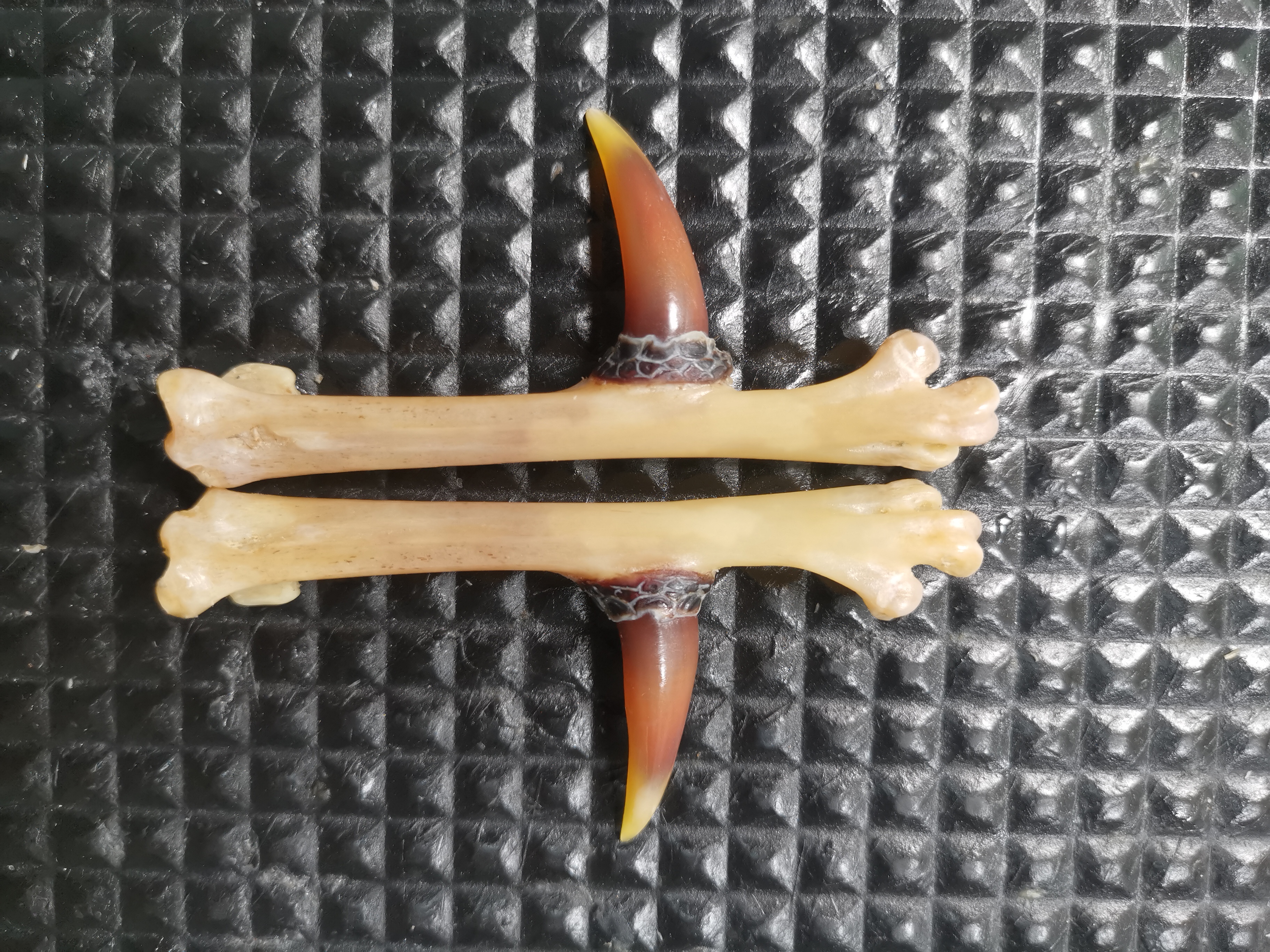 鸡凳子工艺品，一对蜜蜡色精品，物有所值。