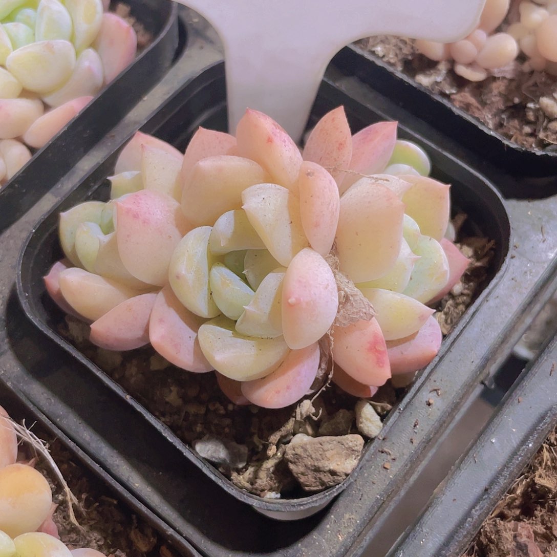 厚梦a057一物一拍