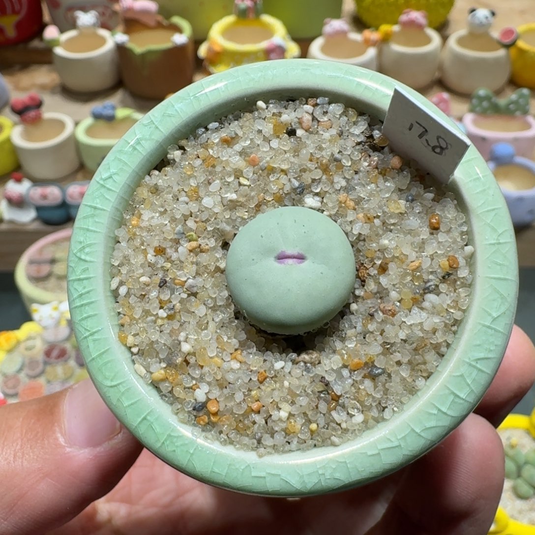 蘑菇1338红嘴多肉植物