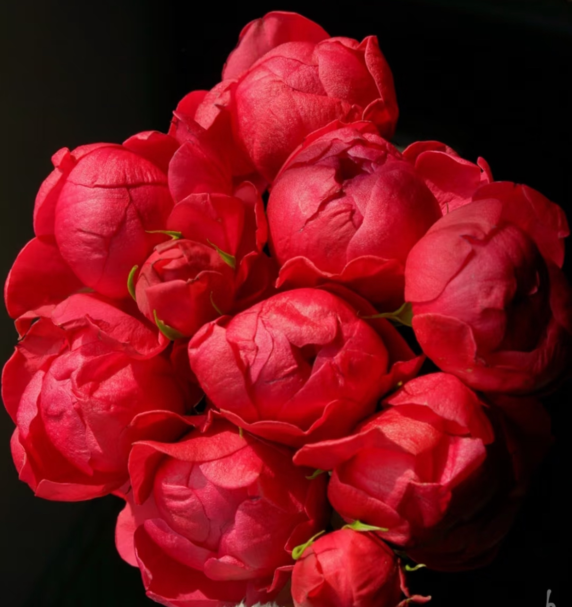 【藏花的房间】高品质超稀有玫瑰 石榴汁多头玫瑰