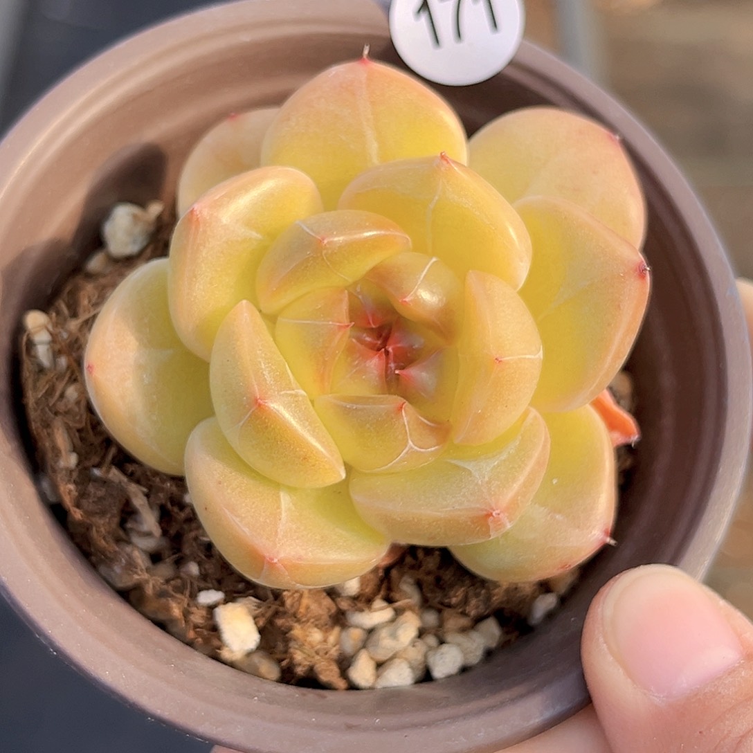 171  新品珍妮 满18包邮