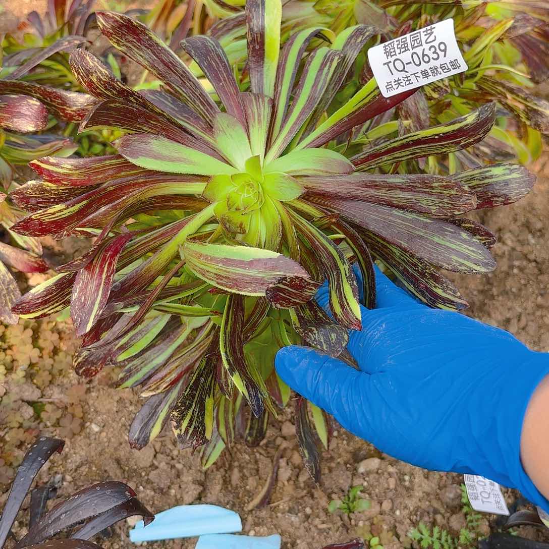 水墨丹青多肉植物639