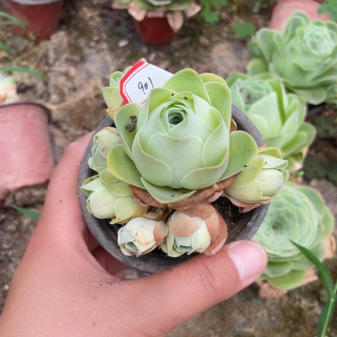 菊*山地玫瑰多肉 901