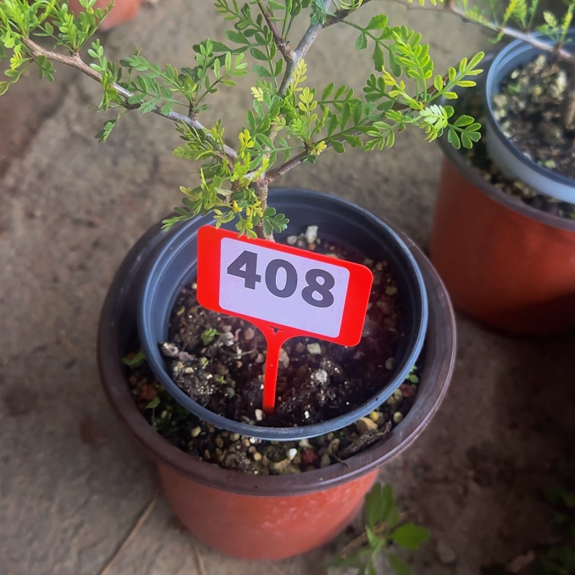 【闪购商品】没***贺块根植物