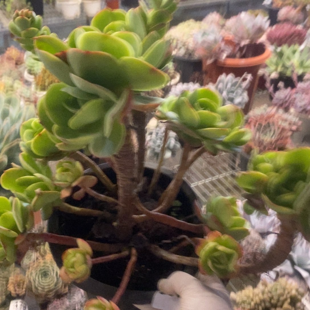 3037碧桃老桩一物一拍