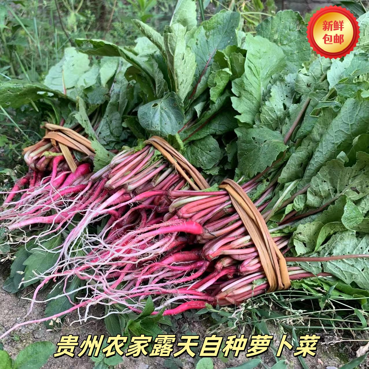 贵州农家露天自种新鲜现摘萝卜菜下饭开胃菜爽脆可口时令菜