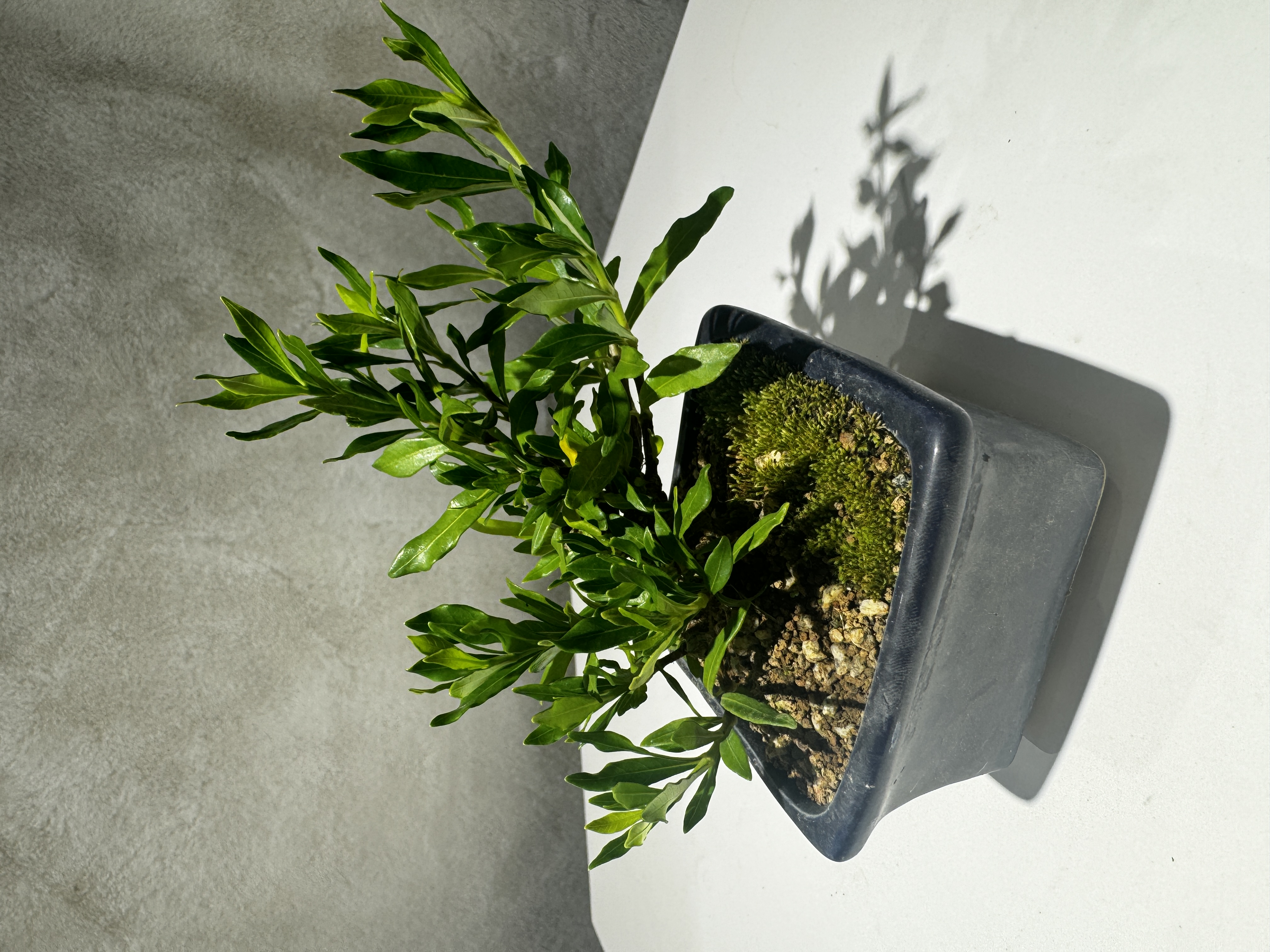喜黛玉栀子花矮霸/室内绿植好养可净化空气/林北北绿植