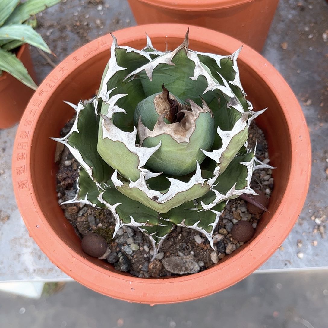 黄*龙舌兰姬仁30米