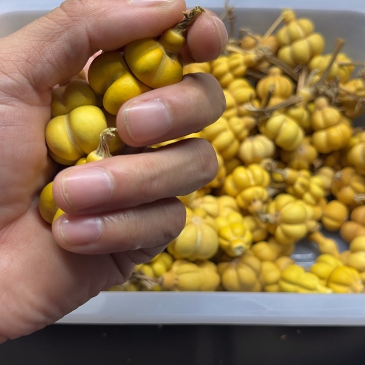 -****g葫芦户8888葫芦