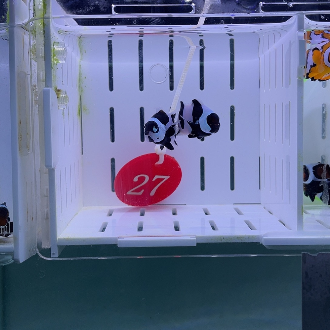 海水鱼恶魔小丑4+