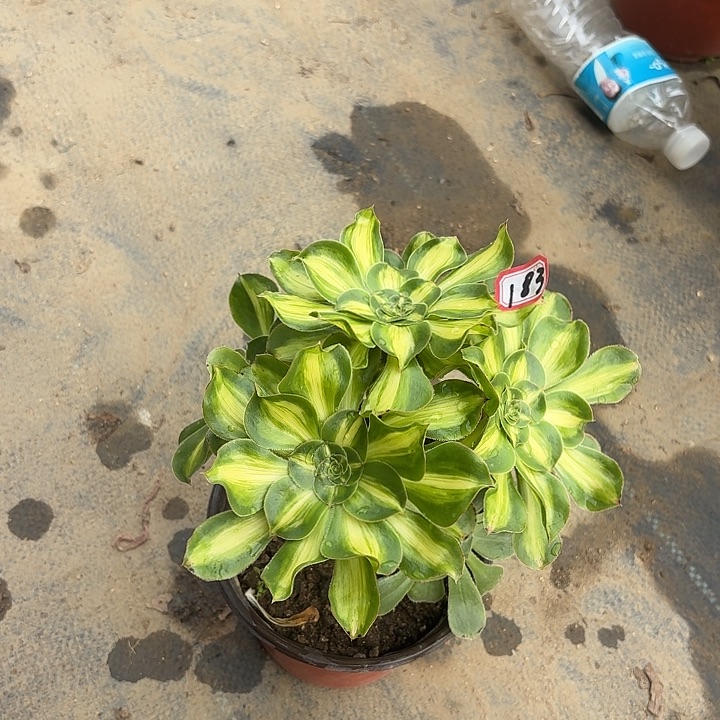 暴君丛林朵朵183法师多肉植物