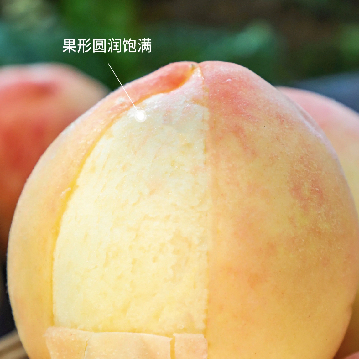 龙泉驿水蜜桃 450g—500g