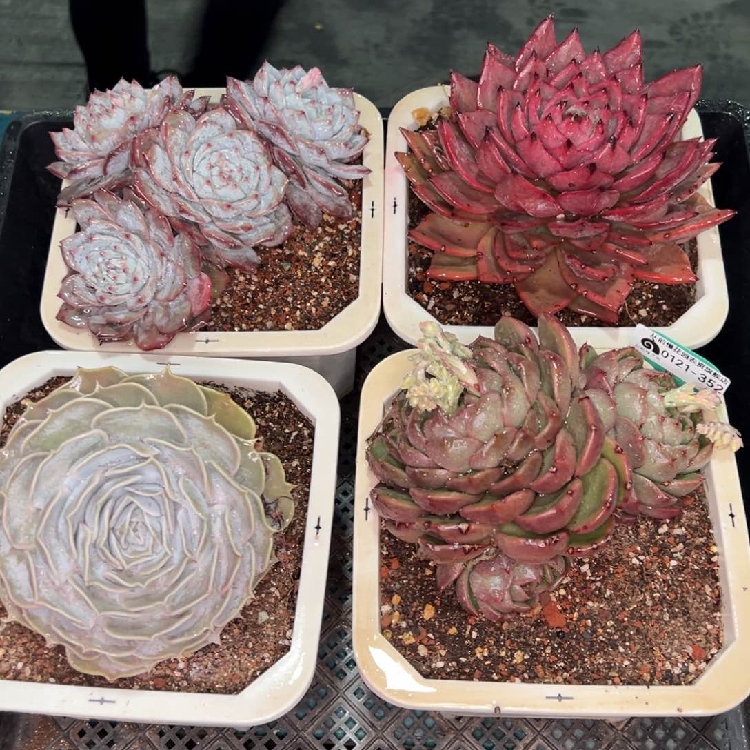 从前慢多肉精选编号0121.352