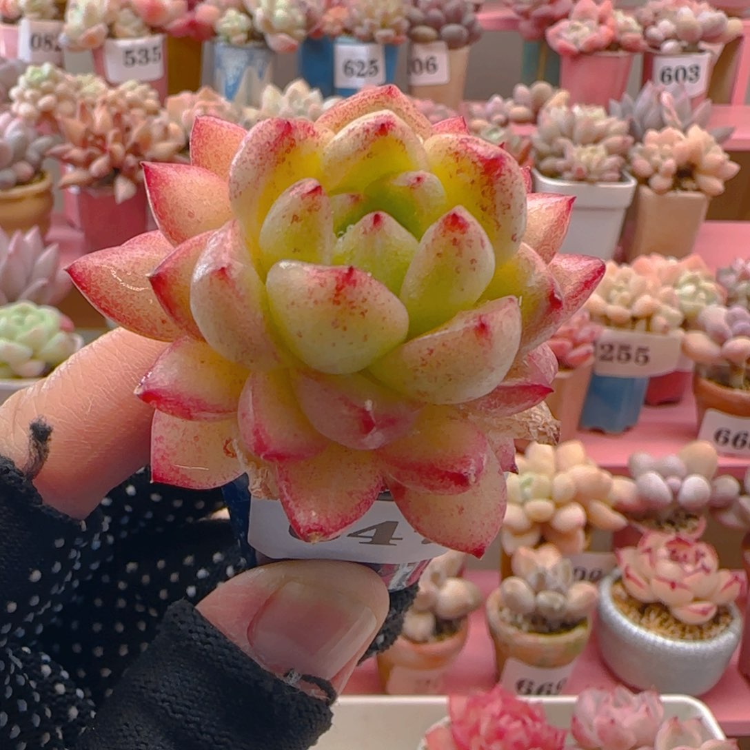 杂交647 （38元包邮），带盆土发，月鸣多肉。