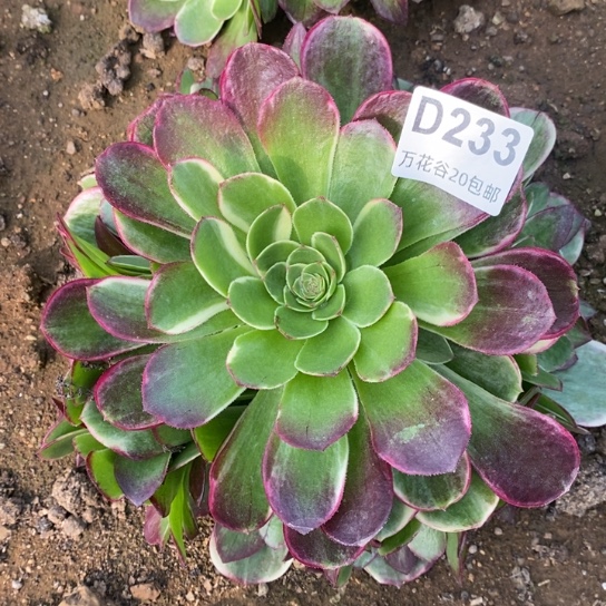233西施多肉植物