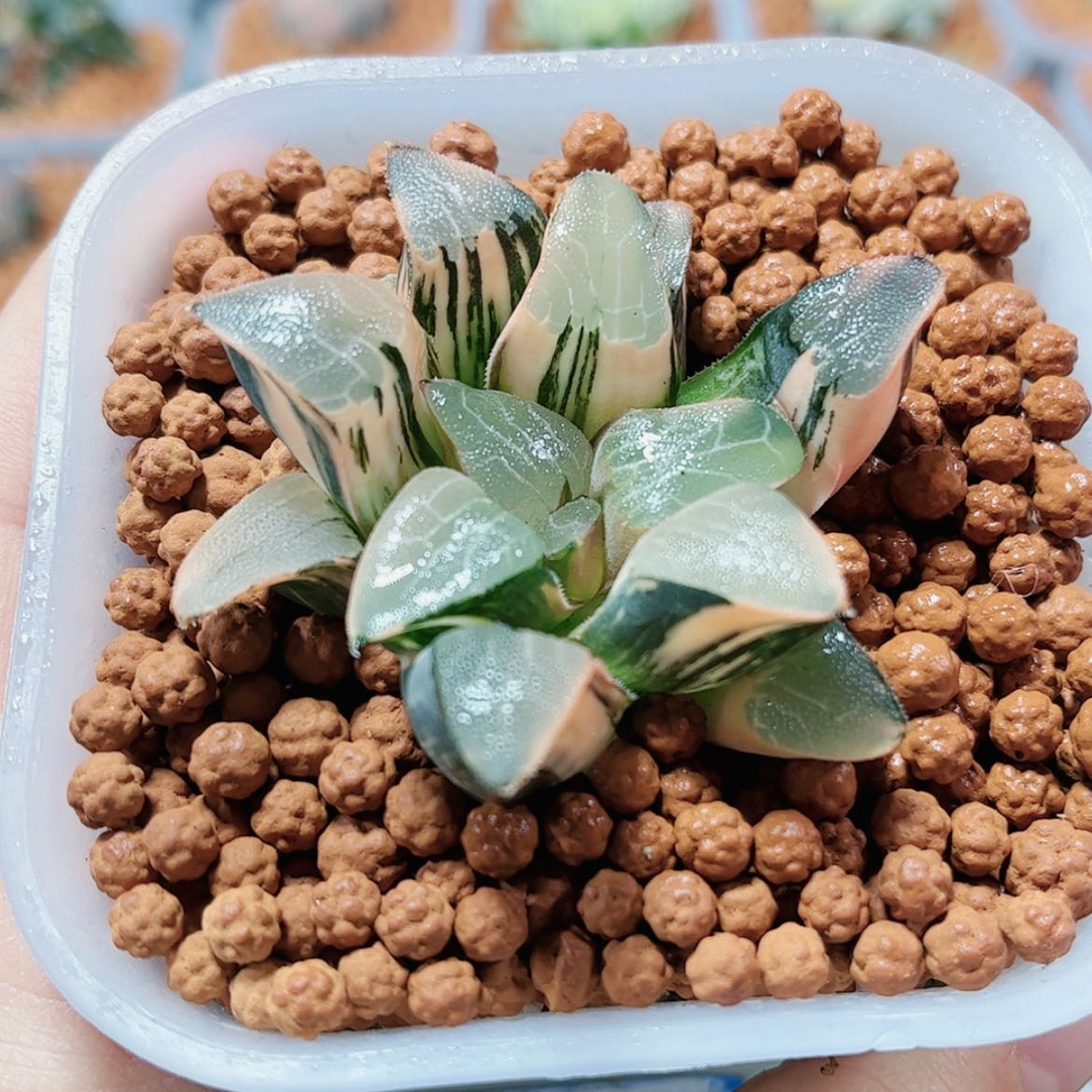 【闪购商品】克里克特锦