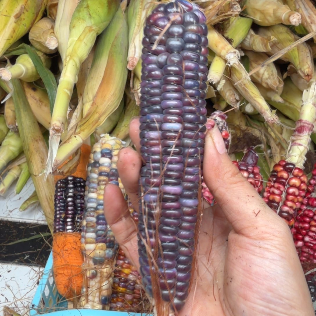 三***半柏香籽/百香籽吊坠