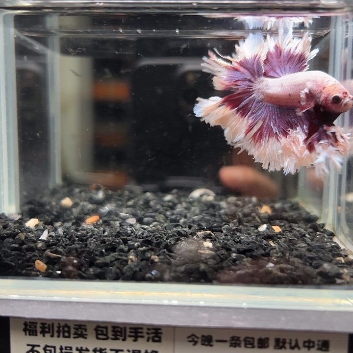 斗鱼跑单拉黑11日39