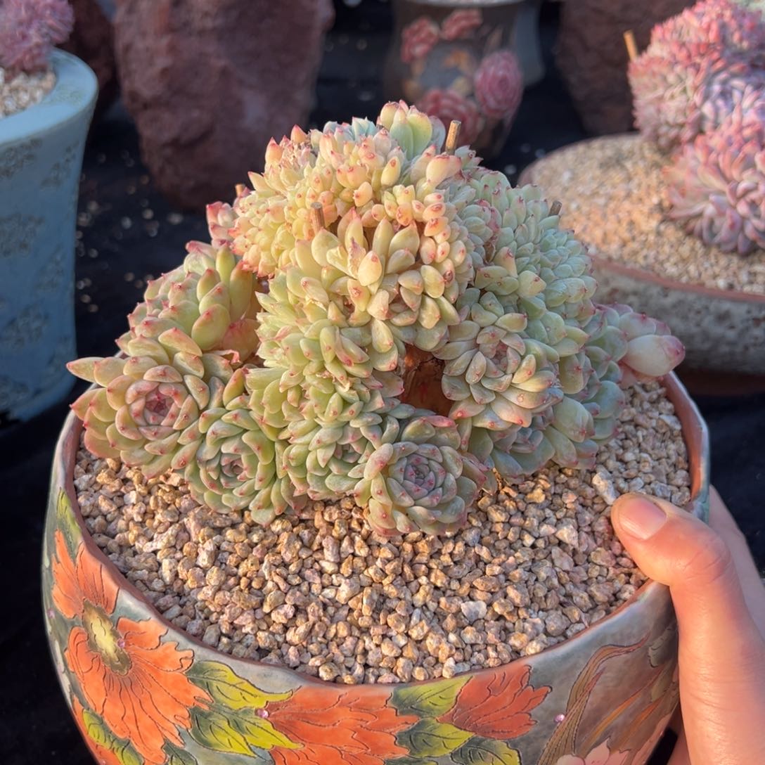 新年快乐 新年快乐 新年快乐 