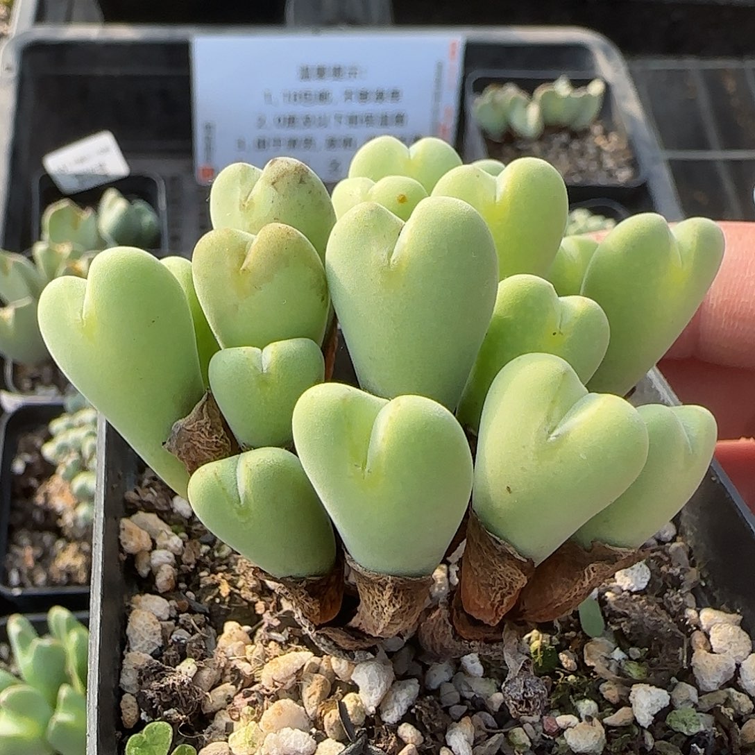 178号，爱心将，18包邮