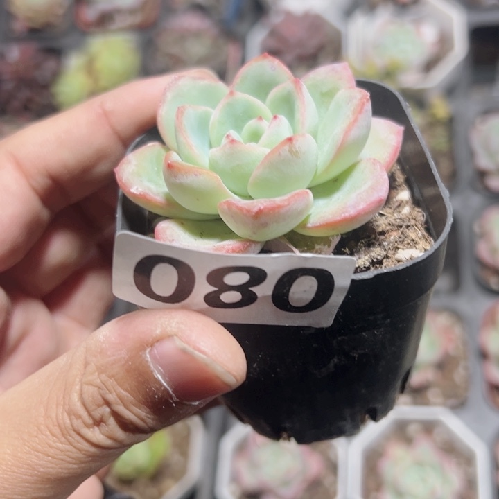 泡芙精品多肉植物大战