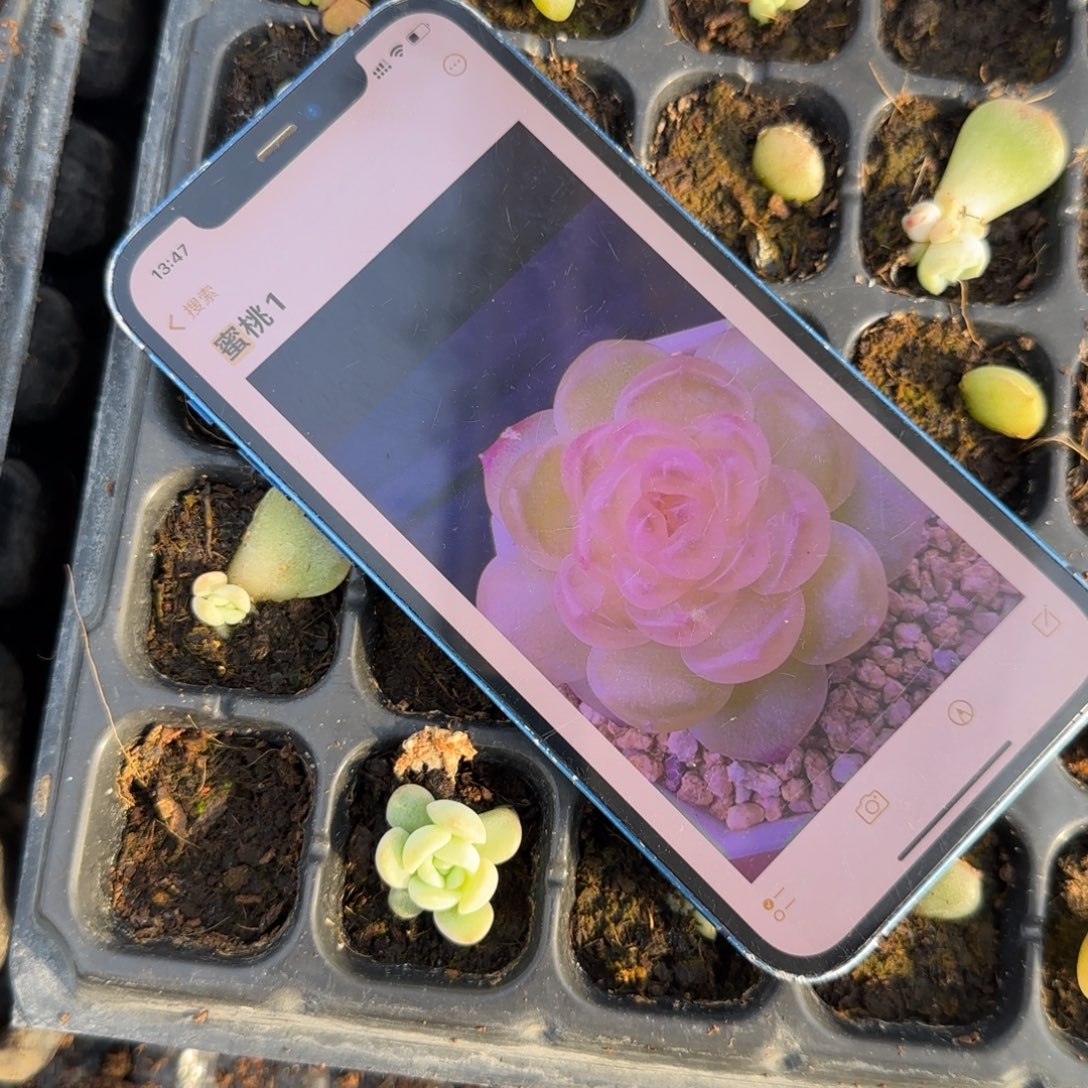 蜜桃1 穴1 个满25包邮