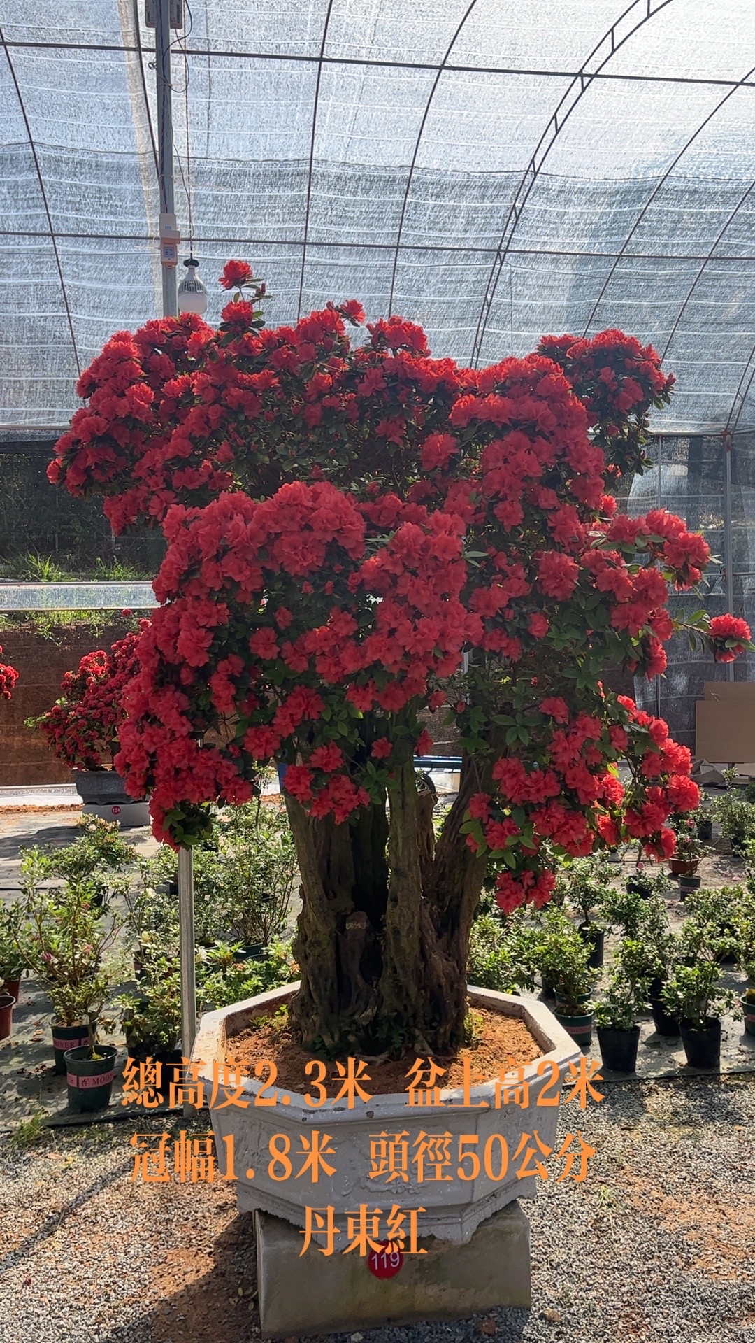 四季常青耐寒耐热百年老桩杜鹃庭院园林别墅景一物一拍