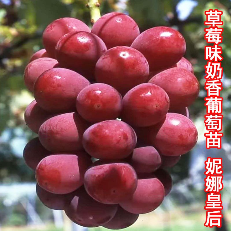 句可妮娜皇后葡萄苗葡萄树（爬藤的）南方北方都能种植南方水果树苗