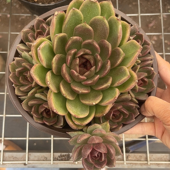 晨语多肉，一物一拍紫水晶