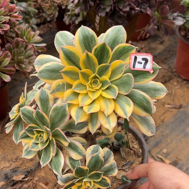 灿烂多肉植物1-7