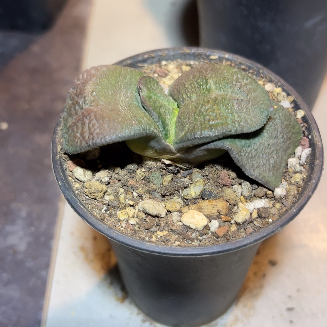 军配卧牛一物一拍