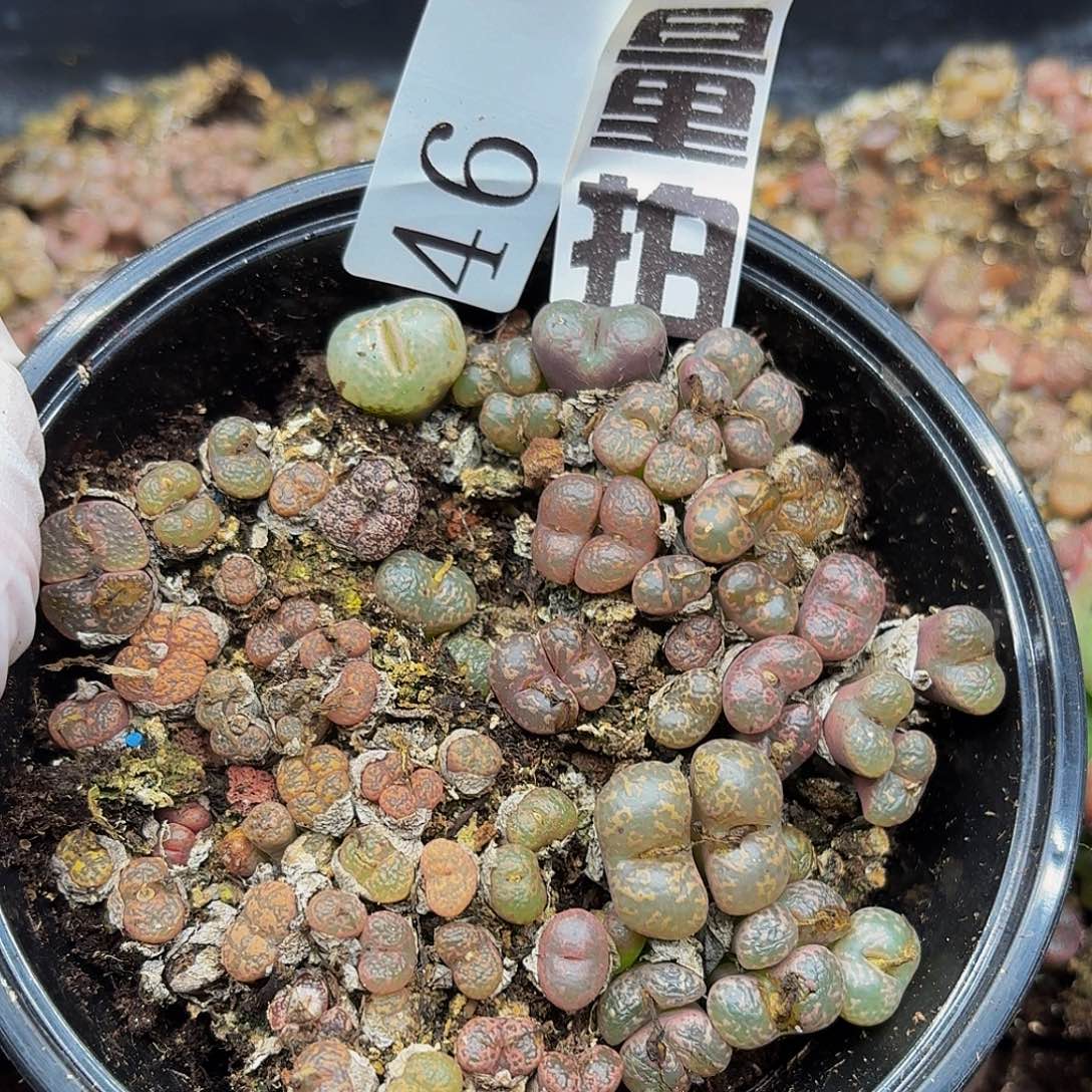 双十一多肉植物46量拍