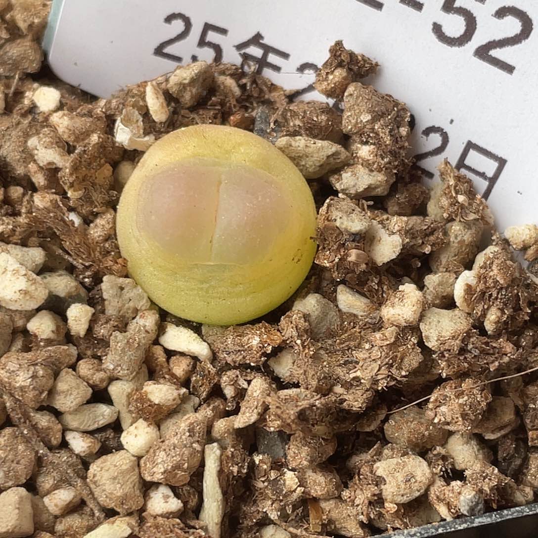 22-52拉登多肉植物