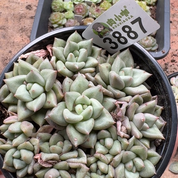 当前无花朵，栽培后可花朵多肉植物多肉植物