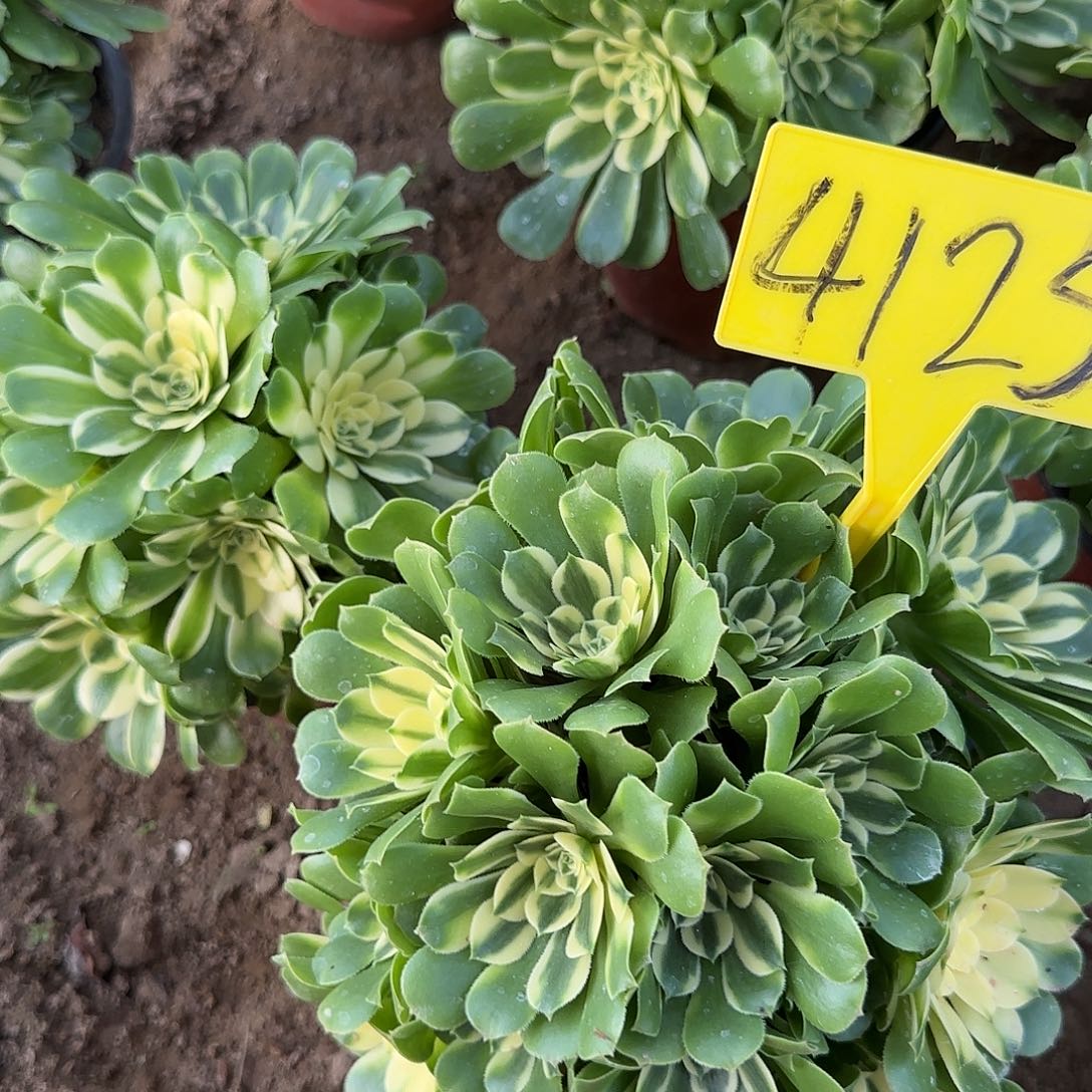 4125--+辛尼亚多头多肉