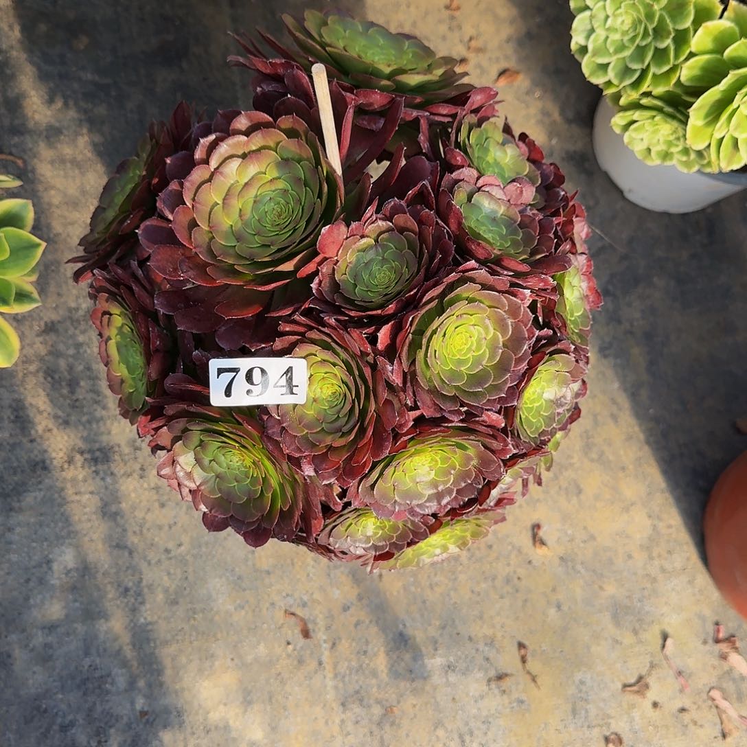 0000794铜玫瑰多肉植物