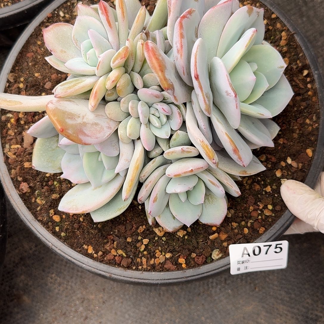 *****A075  多肉 售后范围：签收起7天内