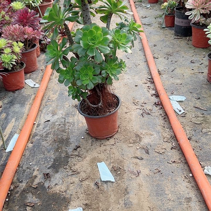 多肉法师植物链接37